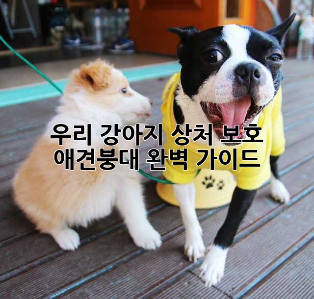 우리 강아지 상처 보호! 애견붕대 완벽 가이드